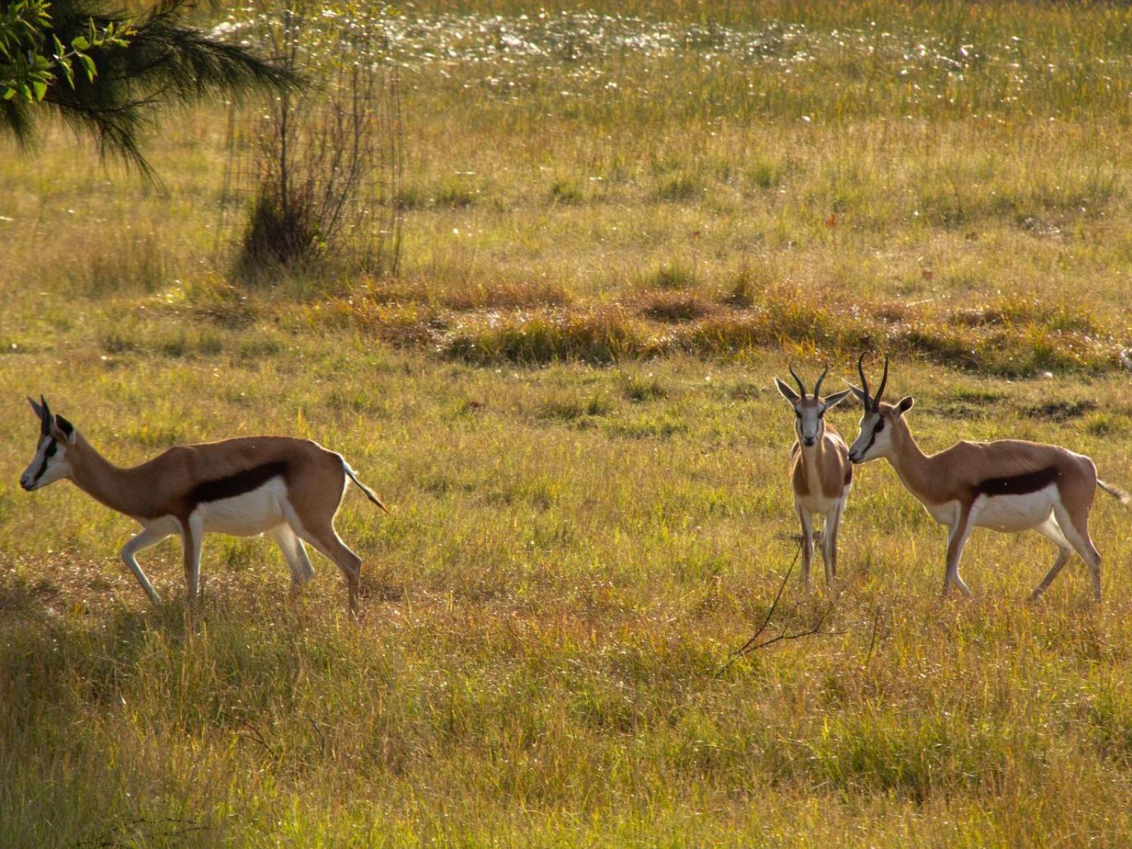 Airport Bird & Game Lodge Kempton Park Extérieur photo